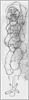 next drawing